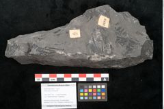 Foto (Objekt + Etikett) von Asterocarpus meriani Br. (NHMW-GEO-2024-0188-10493)